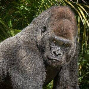 Image of gorilla for the Create Your Own Personal Posh Gorilla Animation Voiceover Message prduct